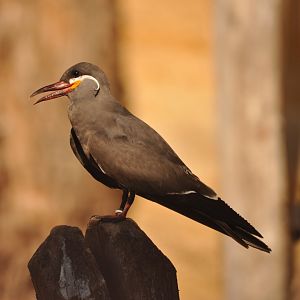 Inca tern (Larosterna inca)