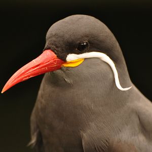 Inca tern (Larosterna inca)