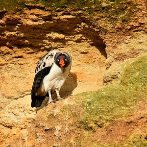 King Vulture (Sarcoramphus papa)