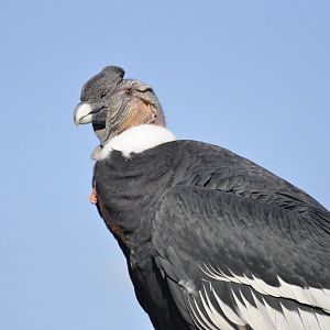 Andean condor (Vultur gryphus)