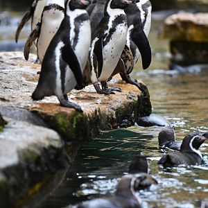 Humboldt penguin (Spheniscus humboldti)