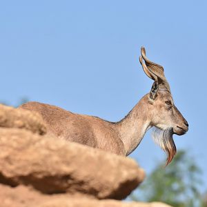 Tajik markhor (Capra falconeri heptneri)