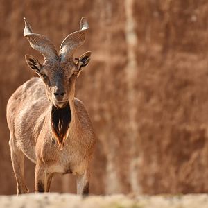 Tajik markhor (Capra falconeri heptneri)
