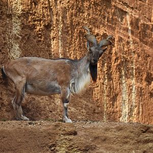 Tajik markhor (Capra falconeri heptneri)