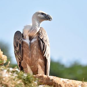 Western eurasian griffon vulture (Gyps fulvus fulvus)