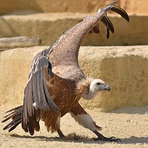 Western eurasian griffon vulture (Gyps fulvus fulvus)