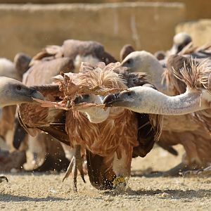 Western eurasian griffon vulture (Gyps fulvus fulvus)