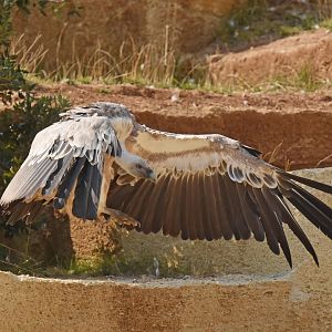 Western eurasian griffon vulture (Gyps fulvus fulvus)