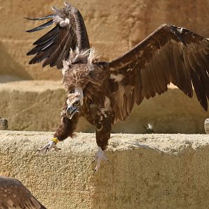 Eurasian black vulture (Aegypius monachus)
