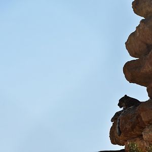 Snow leopard (Panthera uncia)