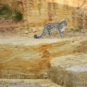 Snow leopard (Panthera uncia)