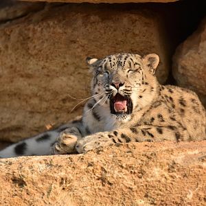 Snow leopard (Panthera uncia)