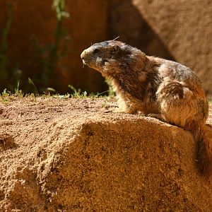 Alpine marmot (Marmota marmota)