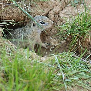 Souslik (Spermophilus citellus)