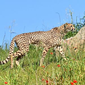 Southern cheetah (Acinonyx jubatus jubatus)