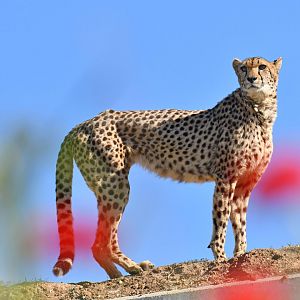 Poppy cheetah