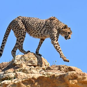 Southern cheetah (Acinonyx jubatus jubatus)