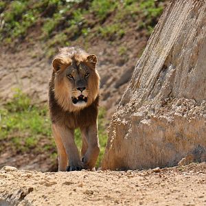 Barbary lion (Panthera leo leo)
