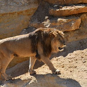 Barbary lion (Panthera leo leo)