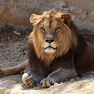 Barbary lion (Panthera leo leo)