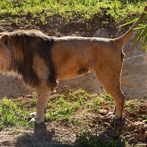 Barbary lion (Panthera leo leo)
