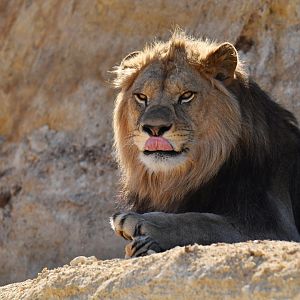 Barbary lion (Panthera leo leo)