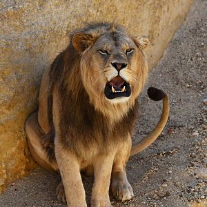 Barbary lion (Panthera leo leo)