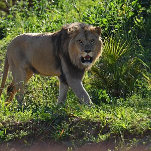 Barbary lion (Panthera leo leo)