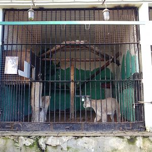 Puma enclosure