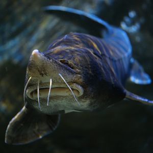 Kaluga (Huso dauricus)