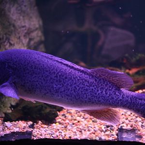 Murray cod (Maccullochella peelii)