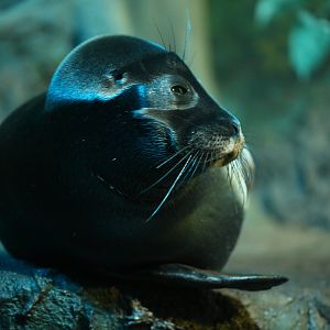 Baikal seal (Pusa sibirica)