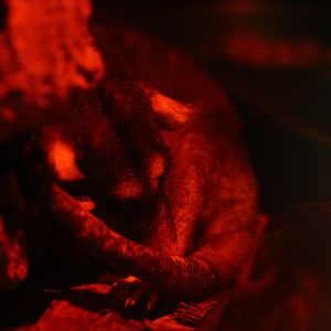 Gray four-eyed opossum (Philander opossum)