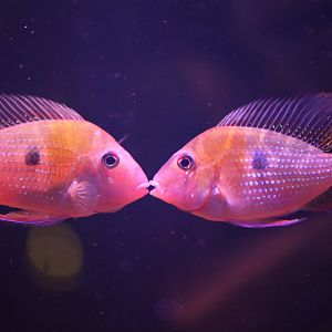 Threadfin acara (Acarichthys heckelii)