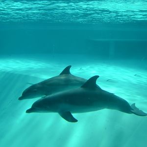Bottlenose dolphins in Kolmården