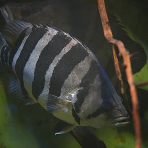 Siamese Tiger Fish (Datnioides sp.)