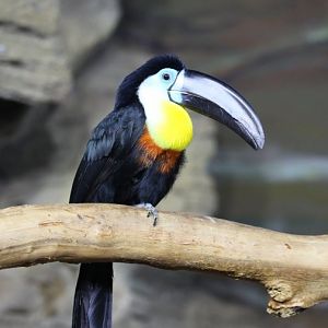 Channel-billed toucan (Ramphastos vitellinus)