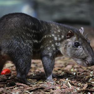 Lowland paca (Cuniculus paca)