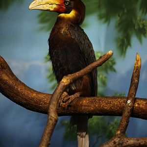 Mindanao rufous hornbill (Buceros mindanensis mindanensis)