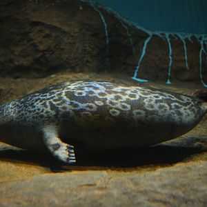 Arctic ringed seal (Pusa hispida hispida)