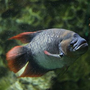 Giant red fin gourami (Osphronemus laticlavius)