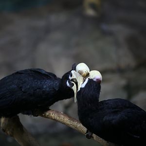Palawan hornbill (Anthracoceros marchei)