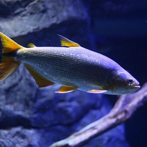 Golden dorado (Salminus brasiliensis)