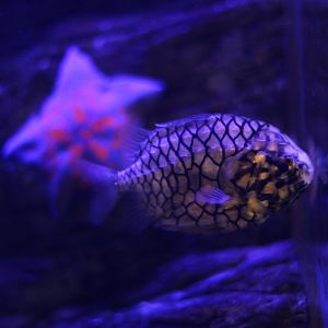 Australian Pineapplefish (Cleidopus gloriamaris)