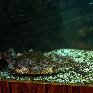 Red king crab (Paralithodes camtschaticus)