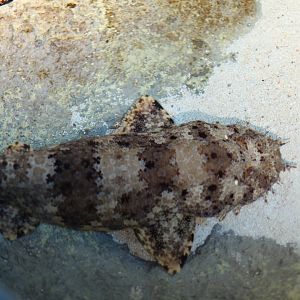 Ornate wobbegong (Orectolobus ornatus)
