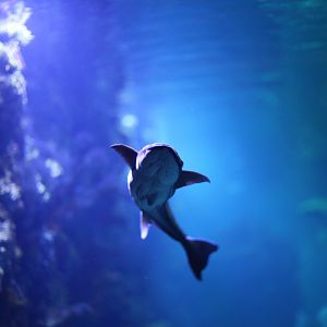 Whitefin sharksucker (Echeneis naucrates)