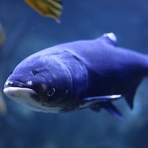 Silver carp (Hypophthalmichthys molitrix)