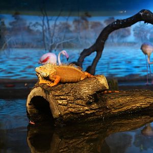 Green iguana with flamingos