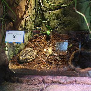 Cane toad (Rhinella marina) in open topped tank